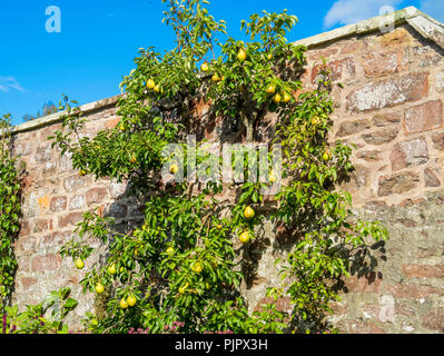 Espalier Pear tree with ripe fruit in September in a Walled Garden in Melrose Scottish Borders Stock Photo