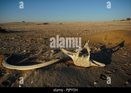 Whale bones bleached in the sun lying on the sand at Meob Bay whaling station, Skeleton Coast, Namibia, Africa Stock Photo