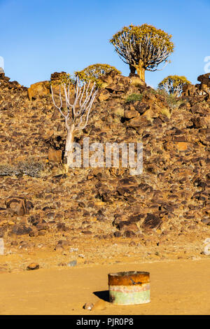 quivertree hill rocks namibia africa desert morning Stock Photo