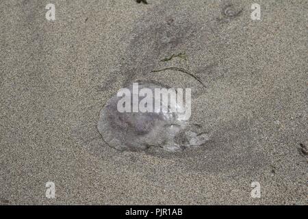 Moon jellyfish washed up on beach Stock Photo