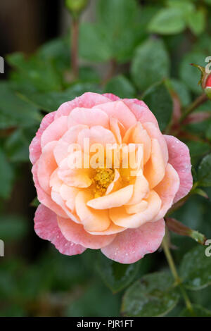 Close up of Patio Rose Peachy a patio rose with blooms in subtle peach and pink, UK Stock Photo