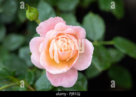 Close up of Patio Rose Peachy a patio rose with blooms in subtle peach and pink, UK Stock Photo