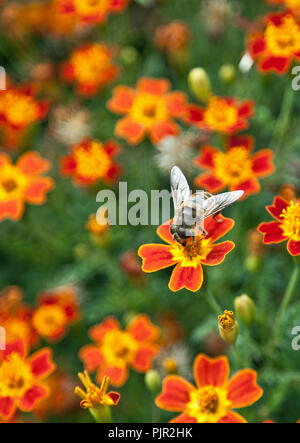 Hoverfly on a Marigold Stock Photo