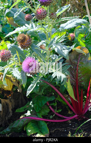 The cardoon (Cynara cardunculus), also called the artichoke thistle or globe artichoke growing side by side with Rhubarb Stock Photo