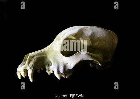 Dog skull close up in high contrast. Illustrative view of death and decay. White bones on a black background. Stock Photo