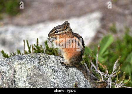 Chipmunk, above the clouds in Whistler mountains, British Columbia, Canada. Stock Photo