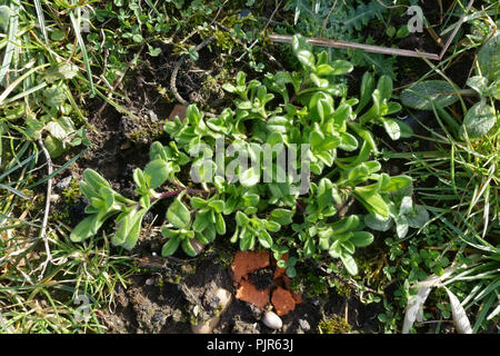 Common mouse-ear, Cerastium fontanum, young plant developing rapidly in winter, Berkshire, February Stock Photo