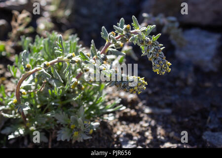 Artemisia genipi, genepi Stock Photo Alamy