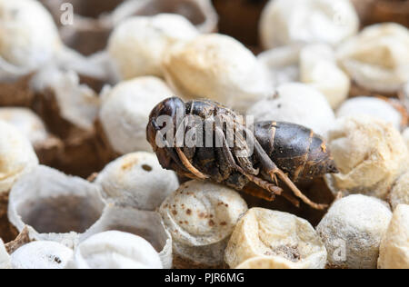Close-up of Asian wasp larva in nest cages Stock Photo