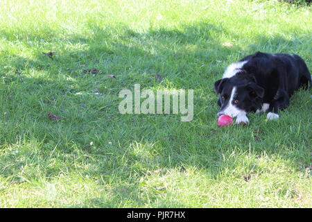 Border Collie Australian Shepherd playing, howling, resting, alert and enjoying the day Stock Photo