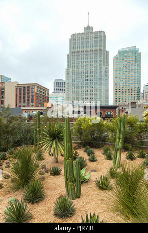 Agaves garden in the rooftop park at  Salesforce Transit Center, with the San Francisco high rise in background, California, United States. Stock Photo