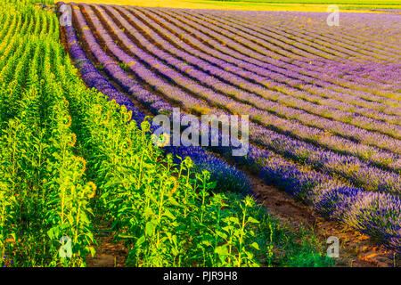 Lavender and sunflower fields. Brihuega, Guadalajara. Castile-La Mancha. Spain, Europe. Stock Photo