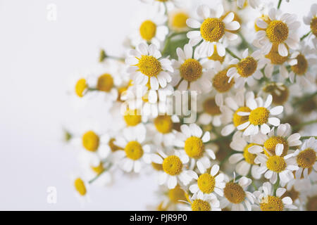 Little daisy flowers bouquet over white. Soft focus, top view, close-up composition. Copy space. Stock Photo
