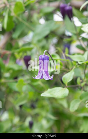 Clematis 'Rooguchi'. Integrifolia Group clematis 'Rooguchi' Stock Photo ...
