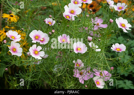 Cosmos bipinnatus ‘Daydream’ flower Stock Photo