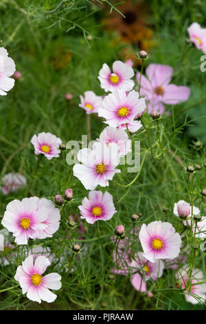 Cosmos bipinnatus ‘Daydream’ flower Stock Photo