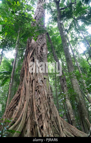 Big overgrown tree in the jungle of Australia Stock Photo