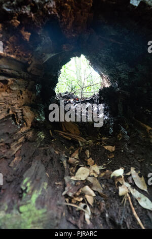 A hollowed out tree stump in the rainforest of Australia Stock Photo