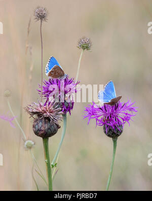 Adonis blue butterfly Polyommatus bellargus feeding on Knapweed in the Cotswold Hills UK Stock Photo