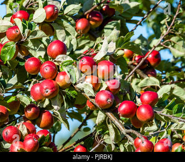 Ripe red eating apples in a Somerset orchard in late summer UK Stock Photo