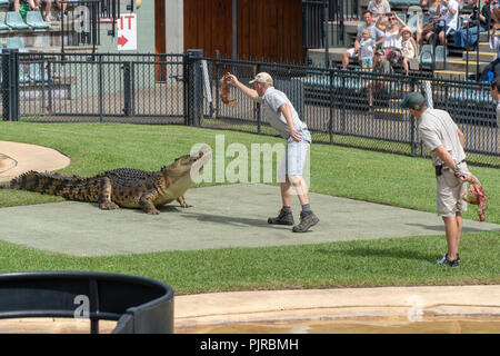 Two zookeepers lure a large crocodile in the crocoseum of Australia Zoo with poultry Stock Photo