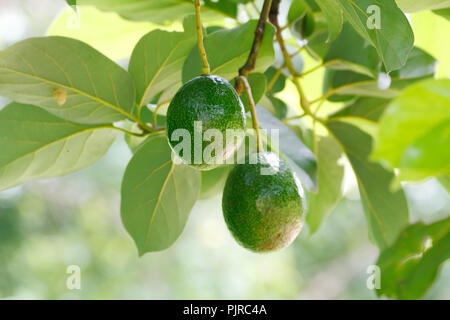 Avocado fruits (Persea americana) on the tree branch Stock Photo