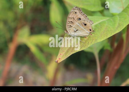 Butterfly on green leaves.Great Eggfly (Hypolimnas Bolina) Stock Photo