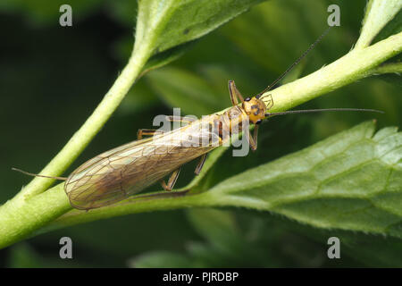Stonefly (Isoperla grammatica) perched on stem of creeping buttercup. Tipperary, Ireland Stock Photo