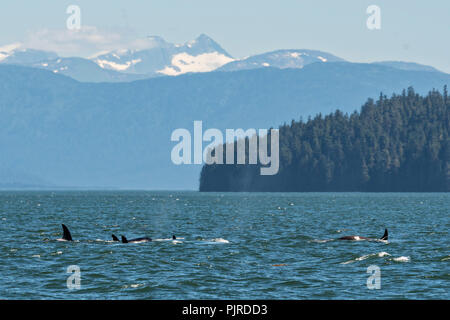 A pod of wild transient Orcas feed in the Frederick Sound near Petersburg Island, Alaska. Orcas also known as Killer Whales are the largest members of the dolphin family and frequent the rich waters of the Frederick Sound during summer months. Stock Photo