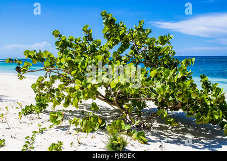Tropical Beach in Falmouth Jamaica. Palm Trees and White Sand Beaches. Crystal Clear Blue Water. Stock Photo