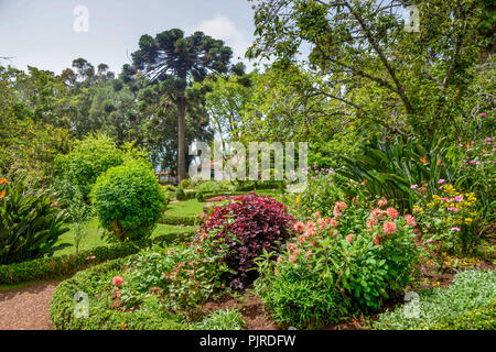 Botanical garden, second year of grammar school Th Palheiro, Funchal, Madeira, Portugal, Botanischer Garten, Quinta do Palheiro Stock Photo