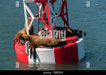 Stellar sea lions rest on a navigation buoy in Frederick Sound in Petersburg Island, Alaska. The sea lions use the buoy to avoid hunting packs of Orcas that frequent the ares in the summer months. Stock Photo