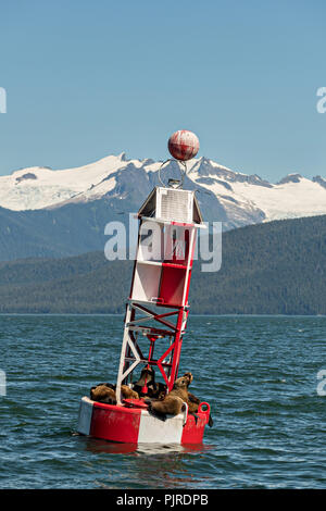 Stellar sea lions rest on a navigation buoy in Frederick Sound in Petersburg Island, Alaska. The sea lions use the buoy to avoid hunting packs of Orcas that frequent the ares in the summer months. Stock Photo