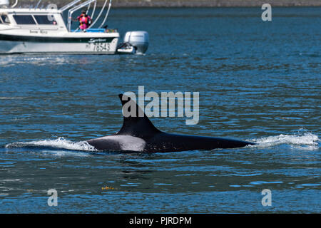 A pod of wild transient Orcas feed in the Wrangell Narrows off Frederick Sound in Petersburg Island, Alaska. Orcas also known as Killer Whales are the largest members of the dolphin family and frequent the rich waters of the Frederick Sound during summer months. Stock Photo