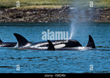 A pod of wild transient Orcas feed in the Wrangell Narrows off Frederick Sound in Petersburg Island, Alaska. Orcas also known as Killer Whales are the largest members of the dolphin family and frequent the rich waters of the Frederick Sound during summer months. Stock Photo