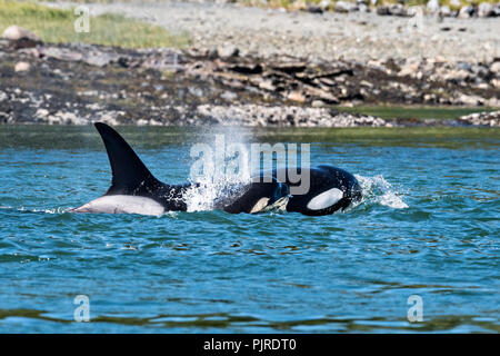 A pod of wild transient Orcas feed in the Wrangell Narrows off Frederick Sound in Petersburg Island, Alaska. Orcas also known as Killer Whales are the largest members of the dolphin family and frequent the rich waters of the Frederick Sound during summer months. Stock Photo