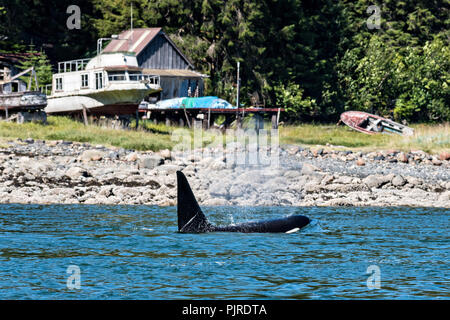 A pod of wild transient Orcas feed in the Wrangell Narrows off Frederick Sound in Petersburg Island, Alaska. Orcas also known as Killer Whales are the largest members of the dolphin family and frequent the rich waters of the Frederick Sound during summer months. Stock Photo