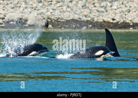 A pod of wild transient Orcas feed in the Wrangell Narrows off Frederick Sound in Petersburg Island, Alaska. Orcas also known as Killer Whales are the largest members of the dolphin family and frequent the rich waters of the Frederick Sound during summer months. Stock Photo