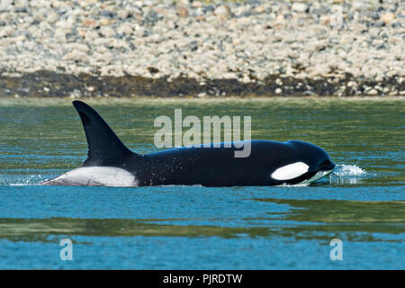 A pod of wild transient Orcas feed in the Wrangell Narrows off Frederick Sound in Petersburg Island, Alaska. Orcas also known as Killer Whales are the largest members of the dolphin family and frequent the rich waters of the Frederick Sound during summer months. Stock Photo