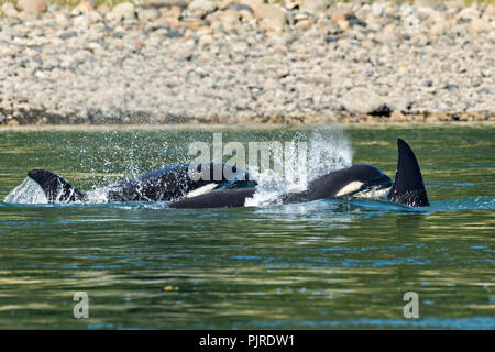 A pod of wild transient Orcas feed in the Wrangell Narrows off Frederick Sound in Petersburg Island, Alaska. Orcas also known as Killer Whales are the largest members of the dolphin family and frequent the rich waters of the Frederick Sound during summer months. Stock Photo