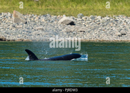 A pod of wild transient Orcas feed in the Wrangell Narrows off Frederick Sound in Petersburg Island, Alaska. Orcas also known as Killer Whales are the largest members of the dolphin family and frequent the rich waters of the Frederick Sound during summer months. Stock Photo