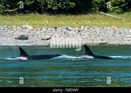 A pod of wild transient Orcas feed in the Wrangell Narrows off Frederick Sound in Petersburg Island, Alaska. Orcas also known as Killer Whales are the largest members of the dolphin family and frequent the rich waters of the Frederick Sound during summer months. Stock Photo