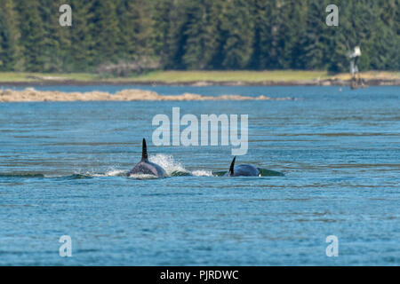 A pod of wild transient Orcas feed in the Wrangell Narrows off Frederick Sound in Petersburg Island, Alaska. Orcas also known as Killer Whales are the largest members of the dolphin family and frequent the rich waters of the Frederick Sound during summer months. Stock Photo