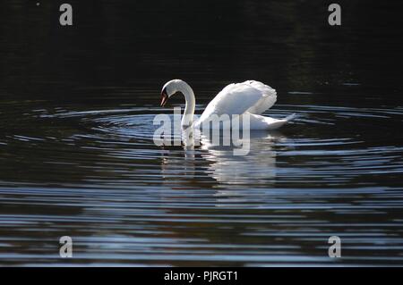 Swans on Lake Windermere Stock Photo
