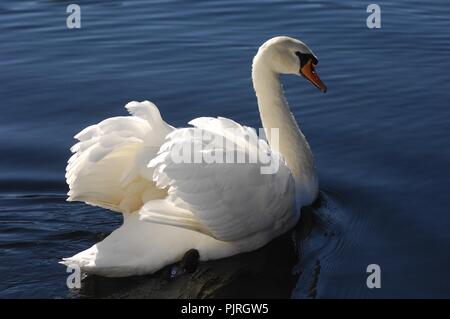 Swans on Lake Windermere Stock Photo