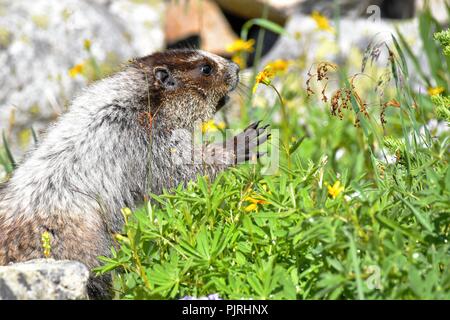 Hoary Marmot close up, above the clouds in Whistler mountains, British Columbia Canada. Stock Photo
