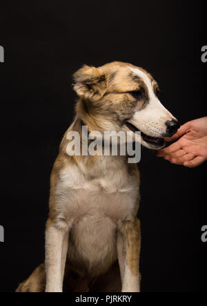 woman's hand reaches for the dog, on a black background, studio shot Stock Photo