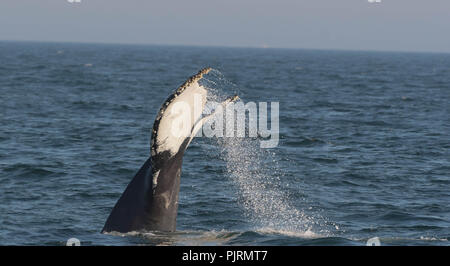 A humpback whale flips its tail above the surface in Massachusetts Bay, off of Newburyport, Mass., USA. Stock Photo