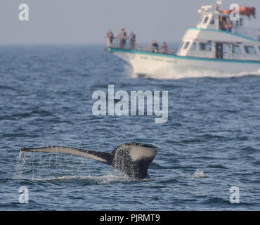 A humpback whale flips its tail above the surface in Massachusetts Bay with a boat full of whale watchers in the background. Stock Photo