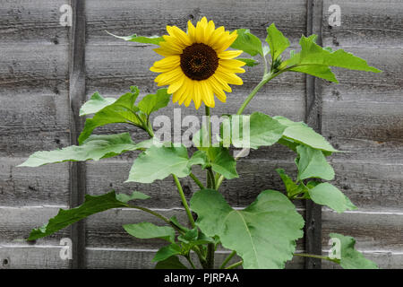 Single sunflower against an old wooden fence Stock Photo